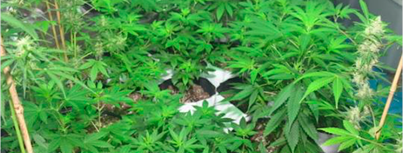 Read more about the article Grow Operation Remediation